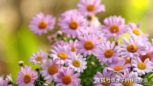 在平台上不给提现取款通道维护怎么出黑 处理办法(图)