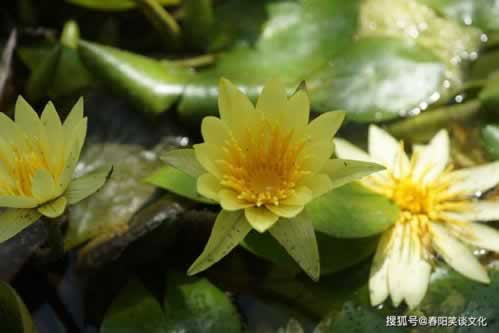 遇审核不给提款怎么做是什么情况(图)
